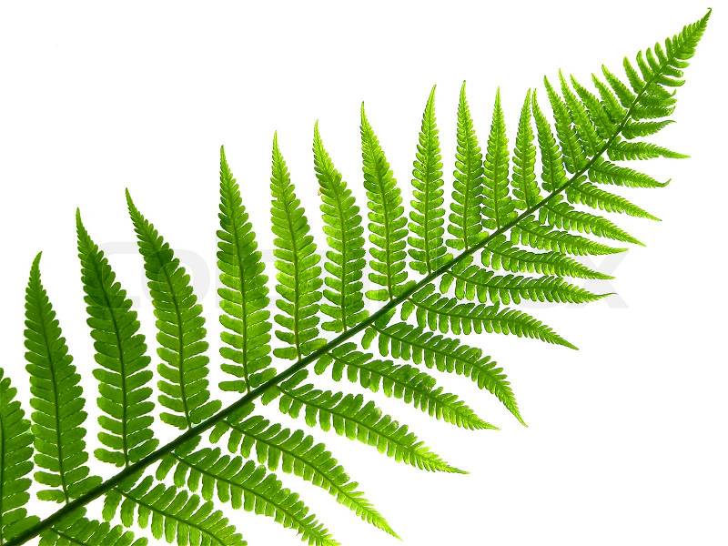 clip art fern leaf - photo #41